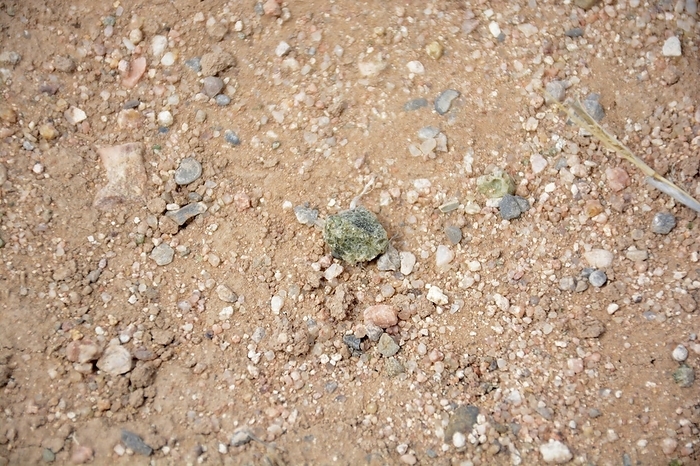 Trinitite Trinitite at Trinity Site, New Mexico, USA. This artificial mineral was formed when the world s first nuclear bomb was tested at this site on the 16th of July 1945, as part of the Manhattan Project. Trinitite is an altered silicate resembling rough green glass. The extreme temperatures of the nuclear explosion melted the native sandstone soil. As the material cooled it formed a glassy structure. The greenish colour comes from iron in the sand. It has lost most of its radioactivity and is safe to handle, though removal from the Trinity test site is prohibited by the US army., by US DEPARTMENT OF DEFENSE SCIENCE PHOTO LIBRARY