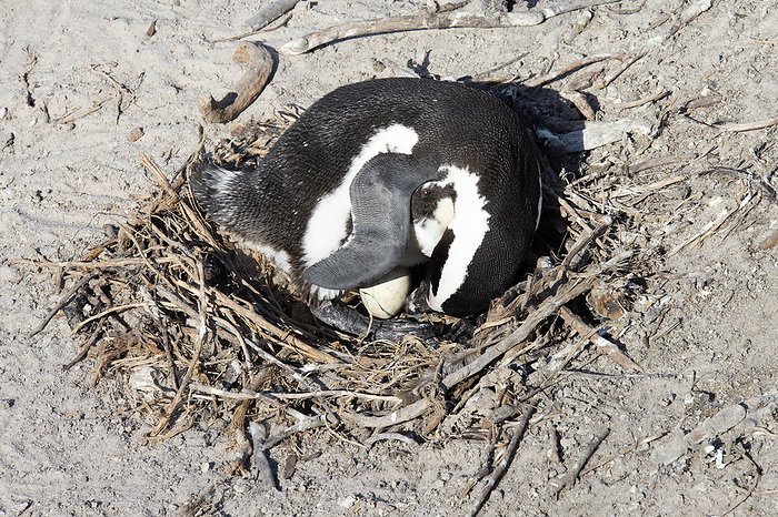 African penguin protecting egg African penguin  Spheniscus demersus  protecting its egg. This species has distinctive pink glands above its eyes that become pinker as the penguin gets hotter. It also has a black stripe and a pattern of unique black spots on its chest. Photographed at Boulders Beach in Cape Town, South Africa., by DR NEIL OVERY SCIENCE PHOTO LIBRARY
