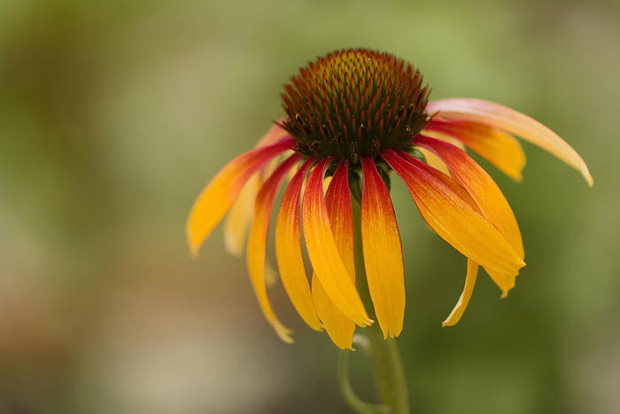 Coneflower  Echinacea sp.  Fiery Meadow Mama   blooming Coneflower  Echinacea sp.  Fiery Meadow Mama   blooming., by MARIA MOSOLOVA SCIENCE PHOTO LIBRARY