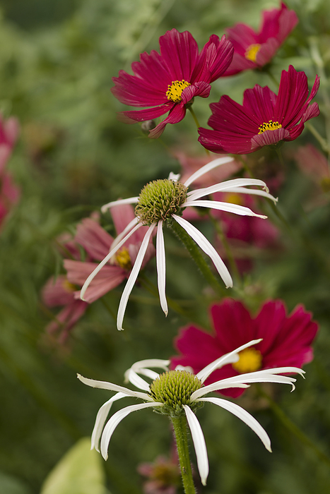 Coneflower  Hula Dancer  and cosmos flowers Coneflower  Echinacea pallida  Hula Dancer   and cosmos  Cosmos sp.  flowers blooming., by MARIA MOSOLOVA SCIENCE PHOTO LIBRARY
