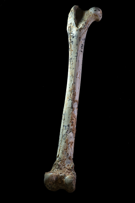 Prehistoric Iberian lynx thigh bone Femur  thigh bone  of an Iberian lynx  Lynx pardinus  estimated to be 1 to 1.2 million years old  early Pleistocene . This species evolved as long as 2 million years ago, but conservation efforts were required to prevent its extinction after its population dropped to just 94 in 2002. These remains are from the Quibas palaeontological site, Abanilla, Spain, which was discovered in 1994. This site contains a wide variety of well preserved fossils from the early Pleistocene., by MARCO ANSALONI   SCIENCE PHOTO LIBRARY