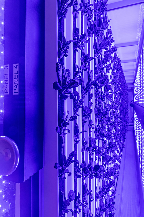 Indoor lettuce farm Lettuce  Lactuca sativa  growing in shipping containers converted to an indoor hydroponic farm powered by LED lights. Photographed at Ullr s Garden in Denver, Colorado, USA., by JIM WEST SCIENCE PHOTO LIBRARY