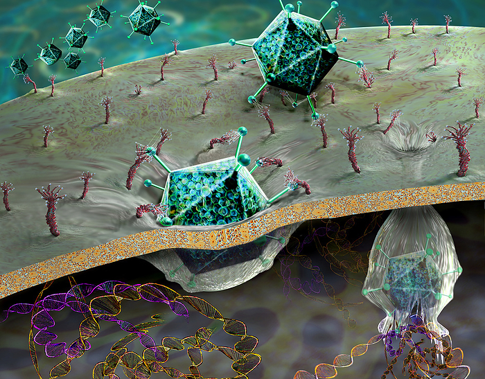 Viral gene therapy, illustration Viral gene therapy. Illustration of adenovirus particles  green  delivering therapeutic DNA  deoxyribonucleic acid  to a cell. Adenoviruses have been investigated as gene therapy vectors since the 1990s. They are common human pathogens that most often cause a mild cold. The viruses used as vectors for gene therapy are modified so as to not cause disease. However, most individual s immune systems will recognise the virus and destroy it before it gets to deliver its therapeutic DNA and some will have a potentially life threatening immune reaction the the virus. Despite this adenovirus vectors are still being trialled, particularly for the treatment of cancers, as they are well understood and can infect a wide range of human cells. The first adenovirus vector gene therapy  was approved in the USA in 2022 to treat a type of bladder cancer., by KEITH CHAMBERS SCIENCE PHOTO LIBRARY
