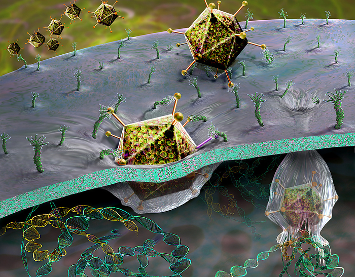 Viral gene therapy, illustration Viral gene therapy. Illustration of adenovirus particles  yellow  delivering therapeutic DNA  deoxyribonucleic acid  to a cell. Adenoviruses have been investigated as gene therapy vectors since the 1990s. They are common human pathogens that most often cause a mild cold. The viruses used as vectors for gene therapy are modified so as to not cause disease. However, most individual s immune systems will recognise the virus and destroy it before it gets to deliver its therapeutic DNA and some will have a potentially life threatening immune reaction the the virus. Despite this adenovirus vectors are still being trialled, particularly for the treatment of cancers, as they are well understood and can infect a wide range of human cells. The first adenovirus vector gene therapy  was approved in the USA in 2022 to treat a type of bladder cancer., by KEITH CHAMBERS SCIENCE PHOTO LIBRARY