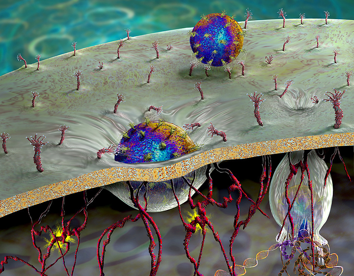 CAR T cell immunotherapy, illustration Illustration of CAR  chimeric antigen receptor  T cell immunotherapy, a process that is being developed to treat cancer. T cells  shown in cross section , part of the body s immune system, are taken from the patient and have their DNA  deoxyribonucleic acid  modified by viruses  round  so that they produce chimeric antigen receptor  CAR  proteins  red . These proteins will be specific to the patient s cancer. They have an extracellular receptor component and an internal signalling and co stimulatory domain. The modified T cells are then multiplied in the laboratory before being reintroduced to the patient., by KEITH CHAMBERS SCIENCE PHOTO LIBRARY