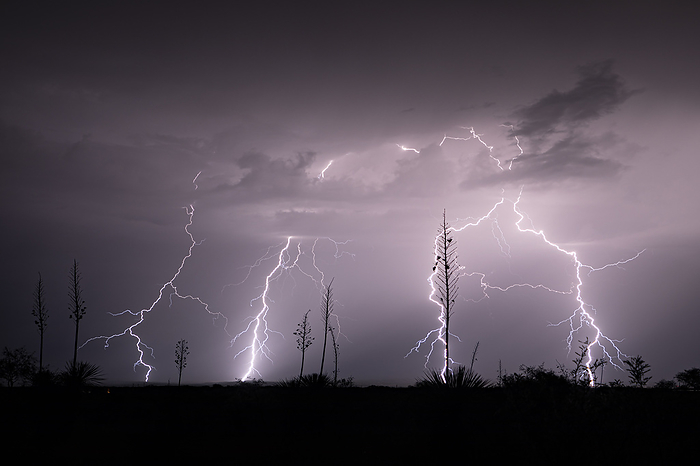 Thunderstorm with lightning strike, Arizona, USA Thunderstorm over the desert of southern Arizona near Benson, Arizona, USA. Monsoon thunderstorms produce heavy rain, lightning and strong winds. Photographed on 3rd August 2022., by ROGER HILL SCIENCE PHOTO LIBRARY