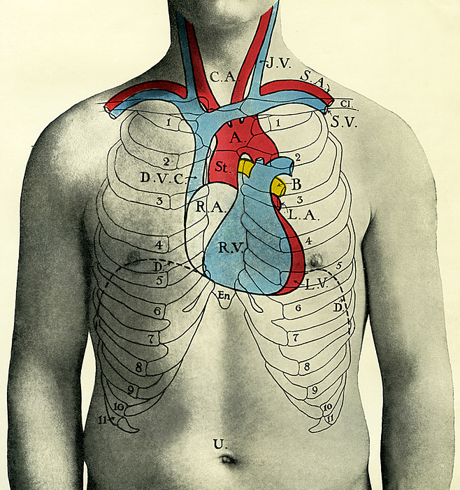 Circulation of the blood, illustration Illustration of the circulatory system in which the heart pumps blood is critical to healthy organs, muscles and tissues, with blood delivering nutrients and oxygen to all cells in the body. This cardiovascular system pumps blood from the heart to the lungs to get oxygen. The heart sends the oxygenated blood through the arteries, shown in red, under pressure to the rest of the body. The main artery is the aorta  A  . The carotid arteries  C.A.  supply oxygenated blood to a large part of the brain that controls thought and speech etc. The jugular vein  J.V.  is along side C.A.The veins, in blue, carry deoxygenated blood from the body back to the heart where it can be sent to the lungs. Valves in the heart keep blood flowing in one direction. In the left or right cavities of the heart , the upper chamber is an auricle  eg L.A. or R.A.  , whilst the lower chamber is a ventricle  L.V. or R.V. , by SHEILA TERRY SCIENCE PHOTO LIBRARY
