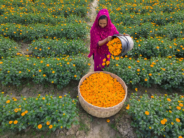 Farmer collecting marigold flowers, Jessore, Bangladesh Farmer collecting marigold flowers in Jhikargacha Upazila, Godkhali Union, Jessore, Bangladesh. The district uses around 650 hectares of land for cultivation, with 630 of them designated for flower cultivation across 55 villages, including Gadkhali, Panisara, and Hari.  Photographed on 21 January 2024., by MUHAMMAD AMDAD HOSSAIN SCIENCE PHOTO LIBRARY