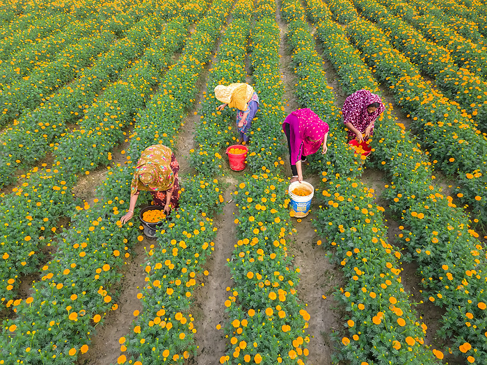 Farmers collecting marigold flowers, Jessore, Bangladesh Farmers collecting marigold flowers in Jhikargacha Upazila, Godkhali Union, Jessore, Bangladesh. The district uses around 650 hectares of land for cultivation, with 630 of them designated for flower cultivation across 55 villages, including Gadkhali, Panisara, and Hari.  Photographed on 21 January 2024., by MUHAMMAD AMDAD HOSSAIN SCIENCE PHOTO LIBRARY
