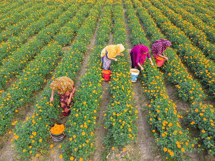Farmers collecting marigold flowers, Jessore, Bangladesh Farmers collecting marigold flowers in Jhikargacha Upazila, Godkhali Union, Jessore, Bangladesh. The district uses around 650 hectares of land for cultivation, with 630 of them designated for flower cultivation across 55 villages, including Gadkhali, Panisara, and Hari.  Photographed on 21 January 2024., by MUHAMMAD AMDAD HOSSAIN SCIENCE PHOTO LIBRARY