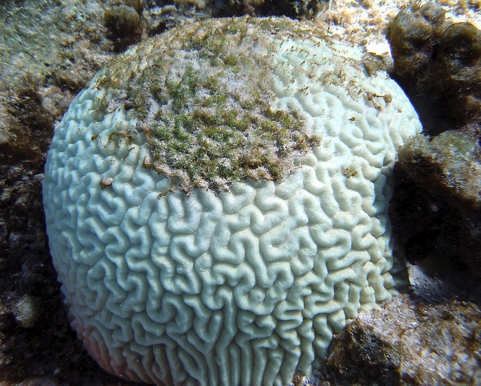 Bleached brain coral Bleached brain coral  order Scleractinia . When corals are stressed by changes in conditions, such as water temperature or sunlight, they expel the symbiotic algae  zooxanthellae  living in their tissues, causing them to lose their colour or  bleach . Bleached coral is not necessarily dead and may recover if the stressor is removed in time, but the bleached coral is highly susceptible to disease and mortality is high. Thousands of marine animals depend on coral reefs for survival. The leading cause of coral bleaching is rising ocean temperatures due to climate change., by NOAA SCIENCE PHOTO LIBRARY