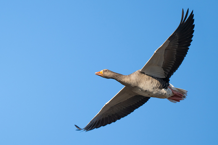 Greylag goose in flight Greylag goose  Anser anser  in flight. This large and bulky goose is the ancestor of most domestic geese in Europe. They have grey brown plumage and a pinkish orange beak. In flight, it can be recognised by the white leading edge of its wings., by DR P. MARAZZI SCIENCE PHOTO LIBRARY