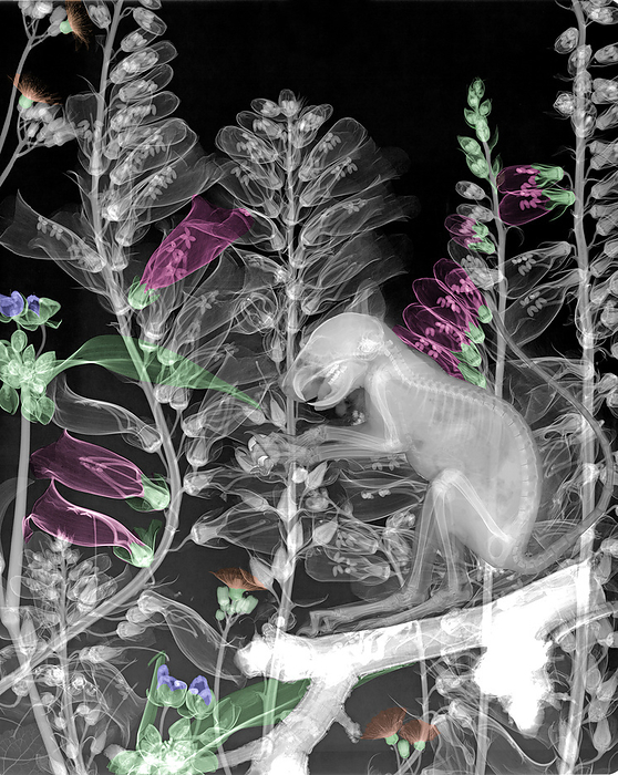 Squirrel perching on branch among flowers, X ray Coloured X ray of a squirrel  Sciuridae sp.  perching on a branch among flowers., by ARIE VAN  T RIET   SCIENCE PHOTO LIBRARY