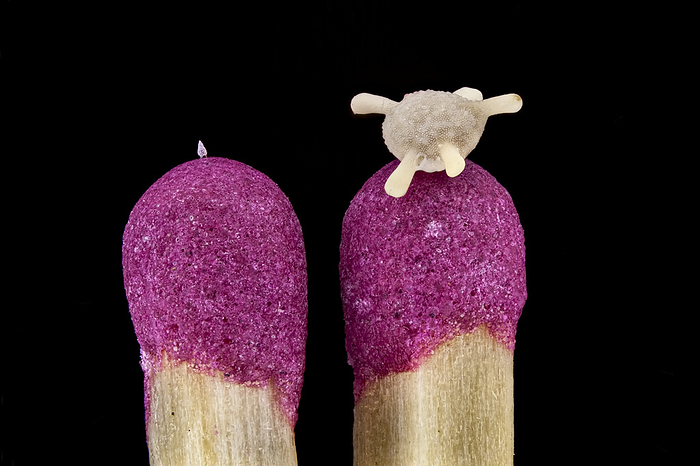 Protozoans on match sticks, macrophotograph Two protozoans, Radiolaria  left  and foraminifera  right , on match sticks, macrophotograph. Magnification: x30 when printed at 10 centimetres wide., by FRANK FOX SCIENCE PHOTO LIBRARY
