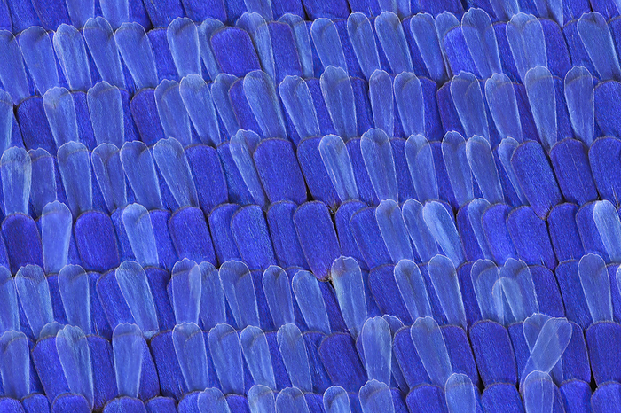 Butterfly wing scales, macrophotograph Butterfly  suborder Rhopalocera  wing scales, macrophotograph. The colour of a butterfly s wing can arise either from a pigment contained in the scales or from the actual structure of the scales themselves. Magnification: x60 when printed at 10 centimetres wide., by FRANK FOX SCIENCE PHOTO LIBRARY