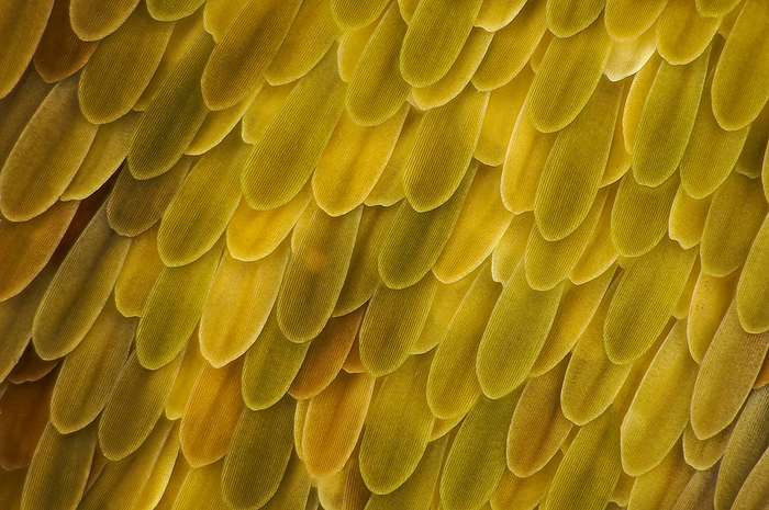 Butterfly wing scales, macrophotograph Butterfly  Daphis Nerii  wing scales, macrophotograph. The colour of a butterfly s wing can arise either from a pigment contained in the scales or from the actual structure of the scales themselves. Magnification: x60 when printed at 10 centimetres wide., by FRANK FOX SCIENCE PHOTO LIBRARY