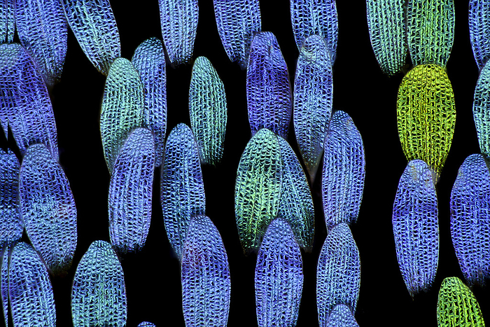 Butterfly wing scales, macrophotograph Butterfly  Papilio krishna  wing scales, macrophotograph. The colour of a butterfly s wing can arise either from a pigment contained in the scales or from the actual structure of the scales themselves. Magnification: x80 when printed at 10 centimetres wide., by FRANK FOX SCIENCE PHOTO LIBRARY