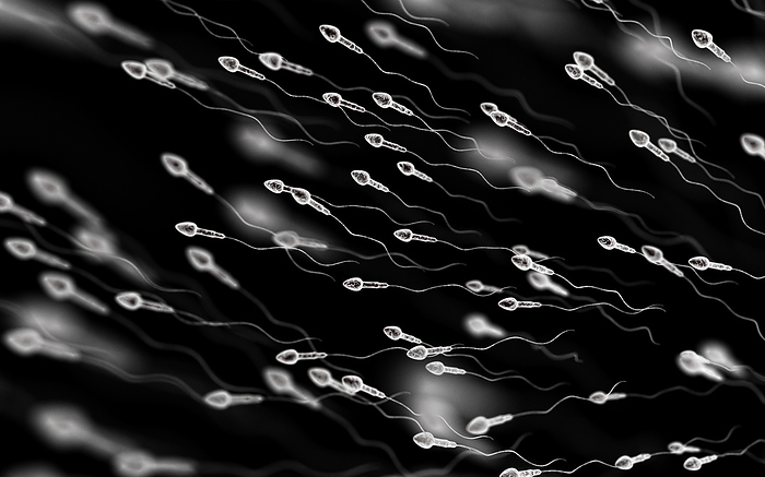 Human sperm cells, illustration Illustration of human sperm cells., by THOMAS PARSONS SCIENCE PHOTO LIBRARY