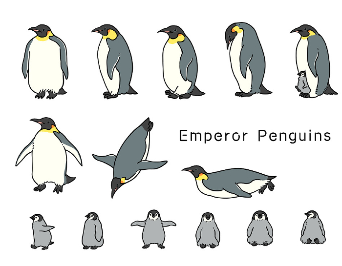 Set of hand-drawn illustrations of emperor penguins