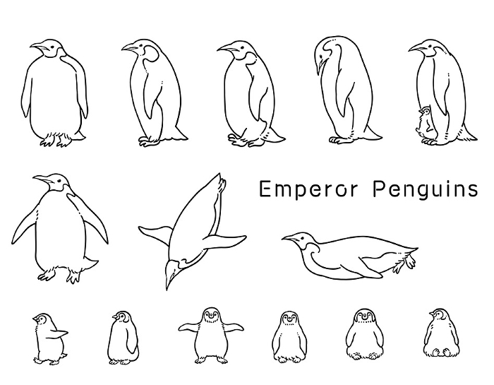 Illustration set of line drawing emperor penguin