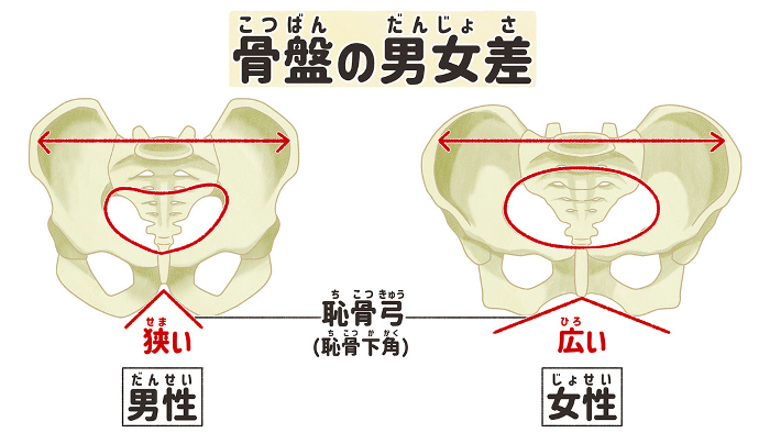 Gender Differences in the Pelvis Easy-to-understand Illustrations in Japanese
