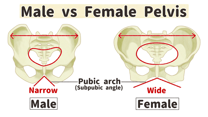 Gender differences in the pelvis Easy-to-understand English illustrations