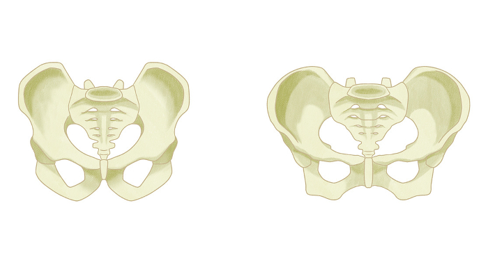 Gender differences in the pelvis Easy-to-understand illustrations