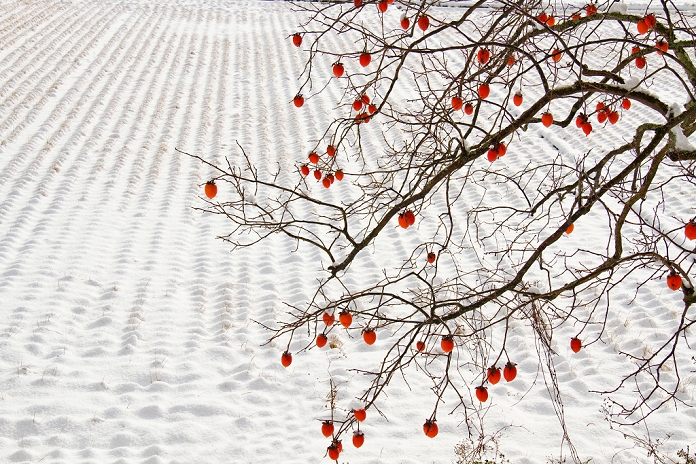 Ehime, persimmon tree, snowy landscape