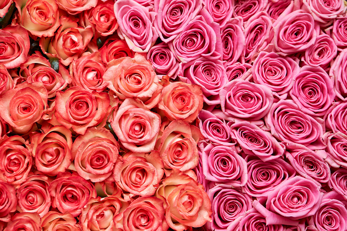 Pink Roses Backgrounds Web graphics