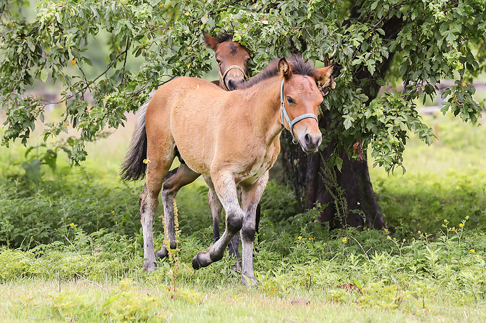Kaida Highlands, Kiso horse foals Taken at Kiso Horse Village