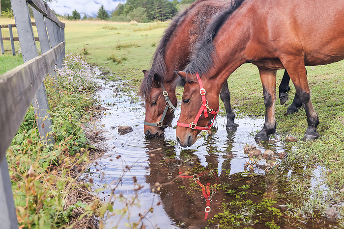 Kaida Highlands, Kiso Horses Taken at Kiso Horse Village