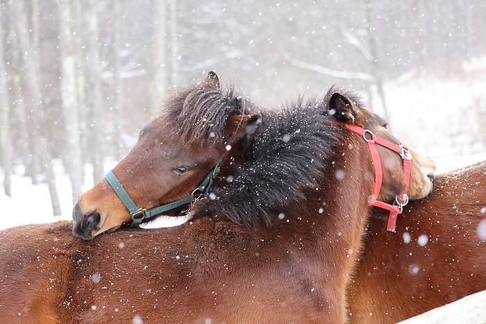 Kaida Highlands Kisoma in Winter Taken at Kiso Horse Village