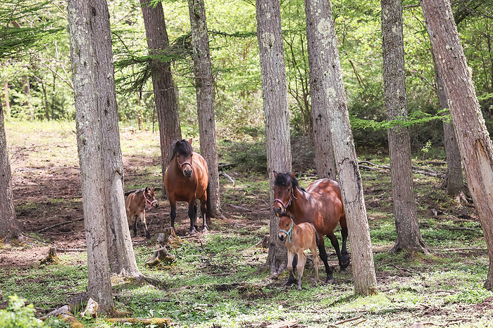 Kaida Kogen, Kiso horses with their parents Taken at Kiso Horse Village