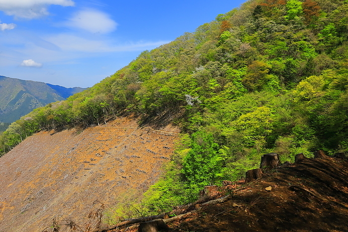 Trails and logging areas on Asama Ridge, Tokyo