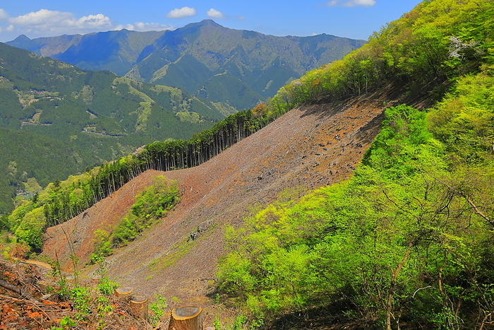 Tokyo Asama Ridge logging area and Mt.