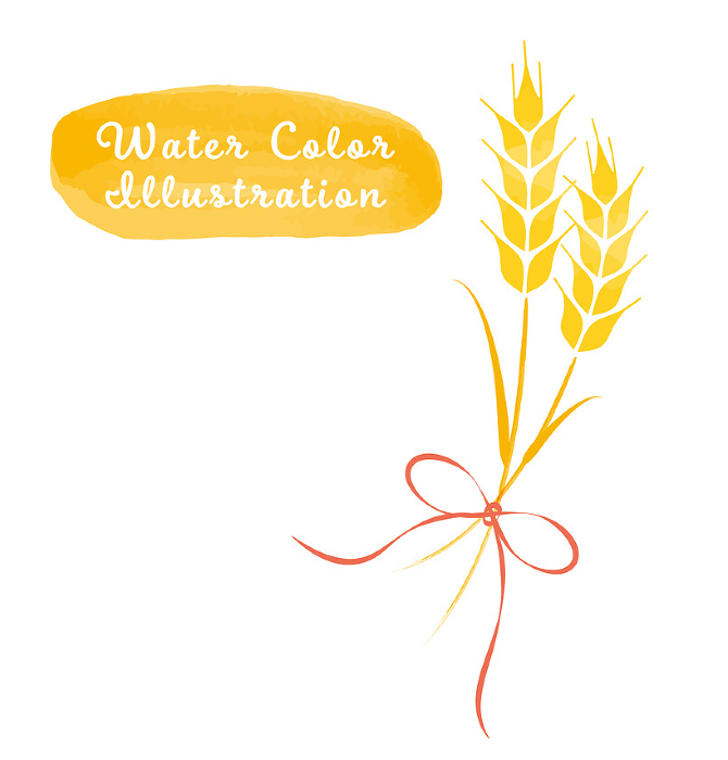 Illustration of wheat tied with ribbon (watercolor touch)