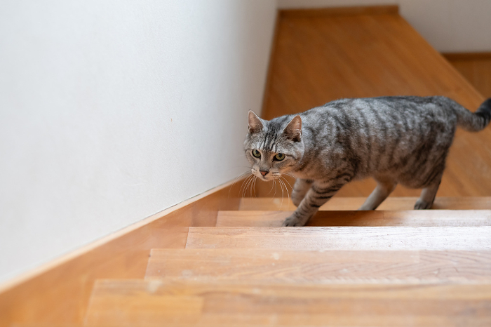 Cat going up the stairs Sabatura cat