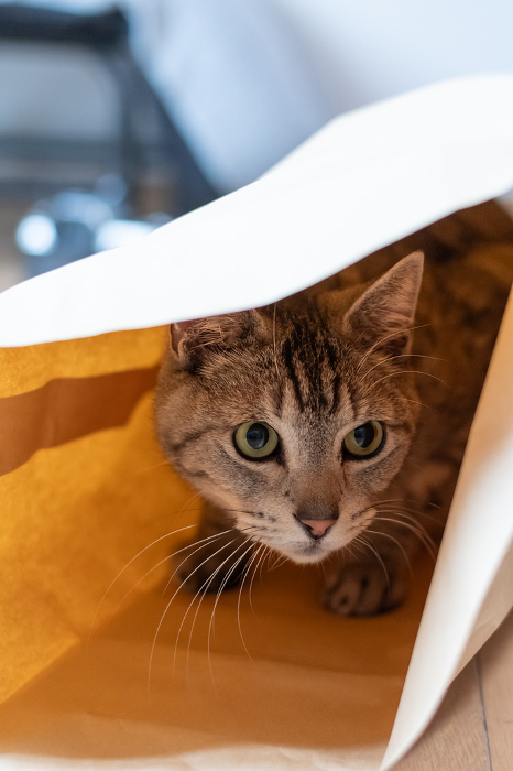 Cat in a paper bag Saba tiger cat