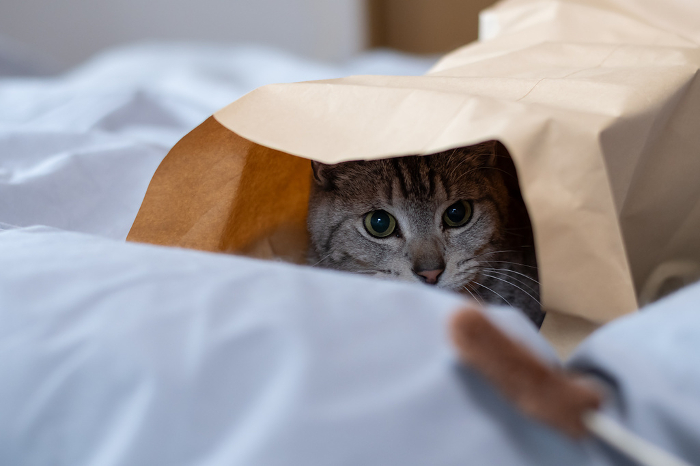 Cat in a paper bag Saba tiger cat