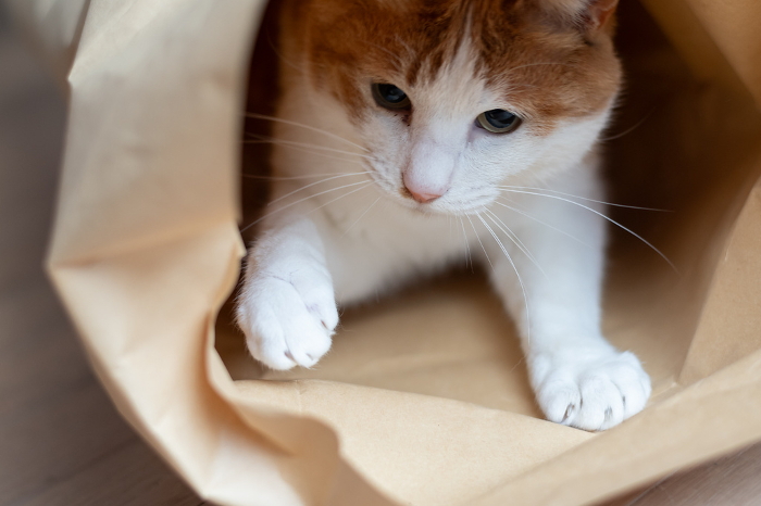 Cat in paper bag brown tiger white