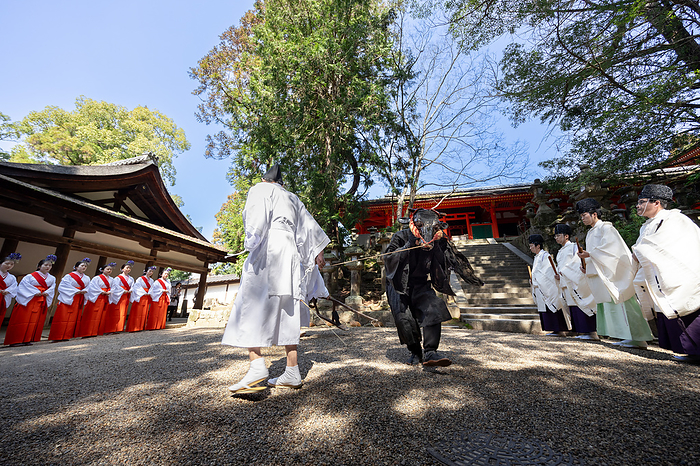 Otaue ritual in front of Enomoto Shrine, Kasuga taisha shrine, Nara City, Nara Pref. Oxen wearing oxen masks are made to pull a kara suki  plow  to plow up the rice fields.