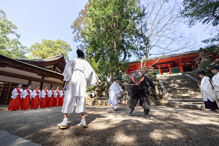 Otaue ritual in front of Enomoto Shrine, Kasuga taisha shrine, Nara City, Nara Pref. Oxen wearing oxen masks are used to pull a horse hoe for plowing.