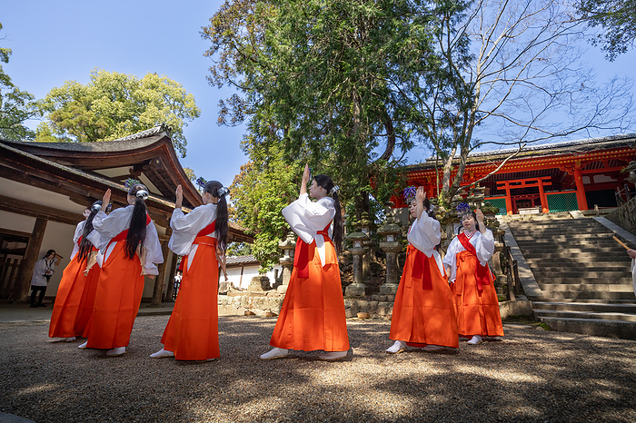 Enomoto Shrine, Kasuga Taisha Shrine, Nara City, Nara Prefecture, Japan A rice planting dance of Yaotome women is performed to the songs of Kagura men and musical instruments  scepter clapper, copper clapper, sasara, and kagura flute .