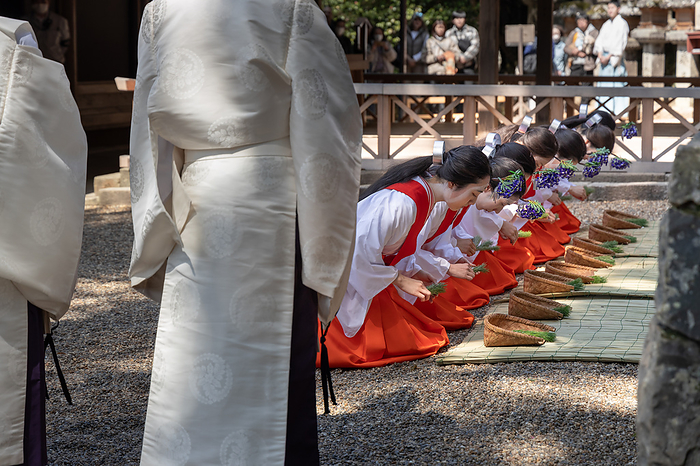 Kasuga Taisha Wakamiya mae Otaue ritual, rice planting dance, Nara City, Nara Pref. A rice planting dance of Yaotome women is performed to the songs of Kagura men and musical instruments  scepter clapper, copper clapper, sasara, and kagura flute .