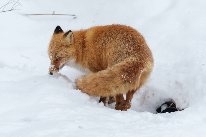 Cute little fox with fluffy angel in winter, Hokkaido, Japan.