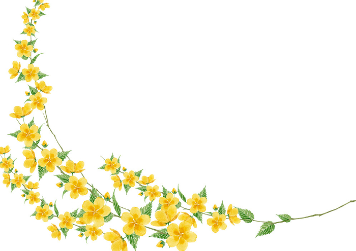 Watercolor Illustration of Yamabuki Flower Background Frame