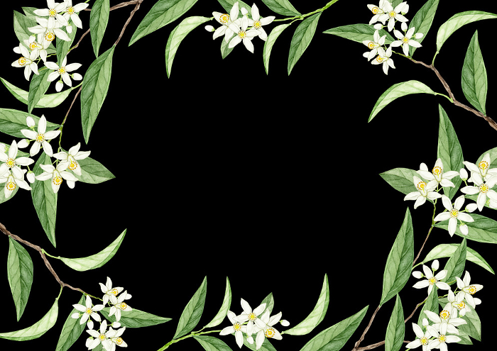 Watercolor Illustration of Flower Tachibana Background Frame