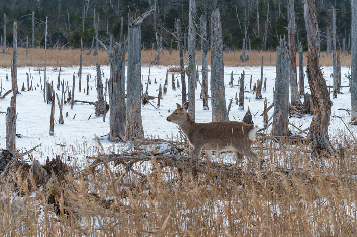 Ezo sika deer in Shunkunitai Winter Sightseeing in Nemuro, East Hokkaido