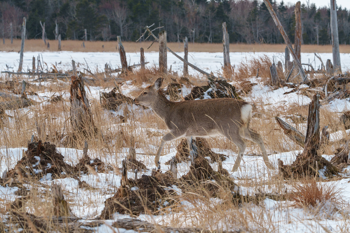 Ezo sika deer in Shunkunitai Winter Sightseeing in Nemuro, East Hokkaido