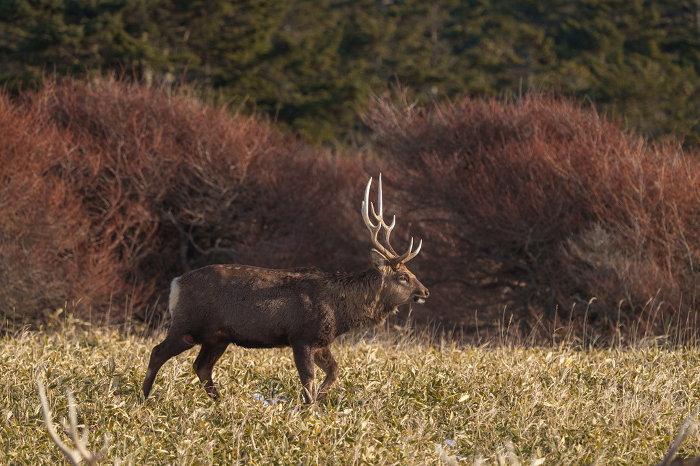 Ezo sika deer at Cape Ochishi in Nemuro Wildlife in unexplored areas of East Hokkaido in winter